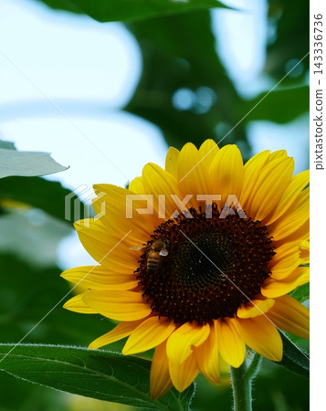 A sunflower field on a sunny day A sunflower field on a sunny day 143336736