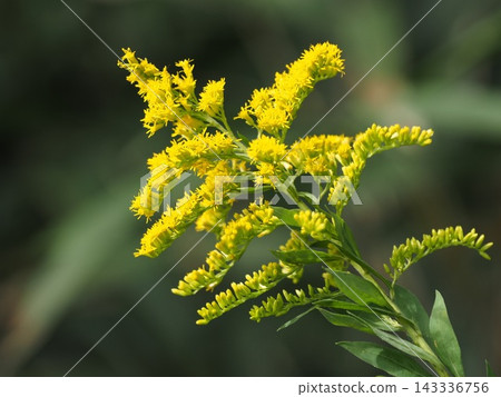 Naturalized plant: Goldenrod (Solidago altissima) Naturalized plant: Goldenrod (Solidago altissima) 143336756