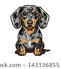 Cute Silver Dapple Dachshund Dog Illustration.  143336855