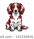 Friendly Red and White Pied Long Haired Dachshund Dog Illustration.  143336856