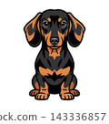 Cute Black and Tan Dachshund Dog Illustration.  143336857