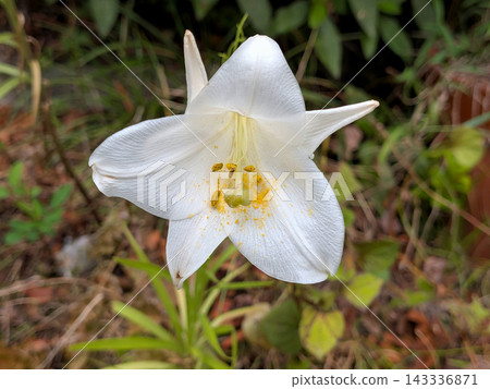 台灣百合(Lilium formosanum)的純白色花朵和黃色花粉。 台灣百合(Lilium formosanum)的純白色花朵和黃色花粉。 143336871
