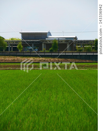 夏季農村風光 夏季農村風光 143336942