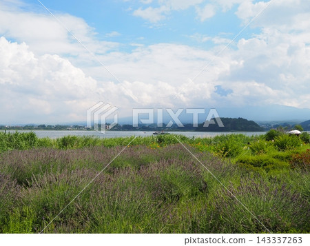 Yamanashi, Kawaguchiko: Lavender fields at Oishi Park and a distant view of Mt. Fuji from the lakeside with summer clouds. Yamanashi, Kawaguchiko: Lavender fields at Oishi Park and a distant view of Mt. Fuji from the lakeside with summer clouds. 143337263
