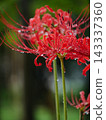 A cluster amaryllis in the rain 143337360
