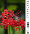 A cluster amaryllis in the rain 143337361