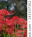 A cluster amaryllis in the rain 143337362