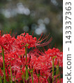 A cluster amaryllis in the rain 143337363
