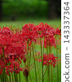 A cluster amaryllis in the rain 143337364