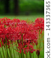 A cluster amaryllis in the rain 143337365