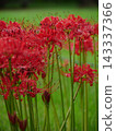 A cluster amaryllis in the rain 143337366