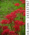 A cluster amaryllis in the rain 143337367