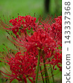 A cluster amaryllis in the rain 143337368