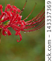 A cluster amaryllis in the rain 143337369