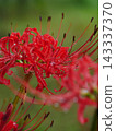 A cluster amaryllis in the rain 143337370