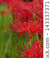 A cluster amaryllis in the rain 143337371