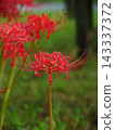 A cluster amaryllis in the rain 143337372