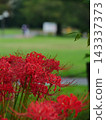 A cluster amaryllis in the rain 143337373