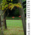 A cluster amaryllis in the rain 143337374