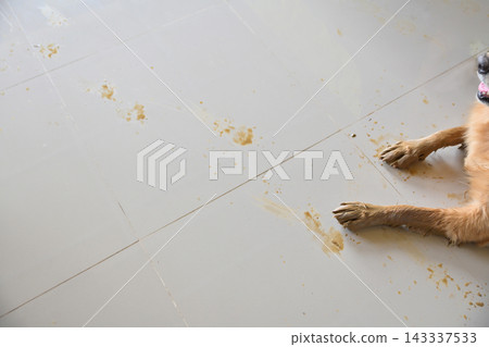 Muddy dog paw prints on clean tiled floor inside home. Pet stain and house cleaning concept. Muddy dog paw prints on clean tiled floor inside home. Pet stain and house cleaning concept. 143337533