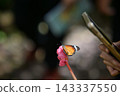 Close-up of a colorful butterfly perched on child's hand while feeding on sweet nectar. Eco-tourism, outdoor learning, and wildlife sanctuary concept. 143337550