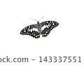 Top view of a Lime Butterfly (Papilio demoleus) isolated on  background. Cutout design element and nature concept. 143337551