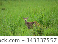 Young deer standing in a lush green grass field staring at camera. Wildlife photography and nature conservation concept. 143337557