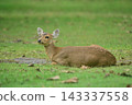 Female hog deer resting lying down on a green grass field in the park. Wildlife photography and nature concept. 143337558