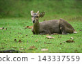 male hog deer resting lying down on a green grass field in the park. Wildlife photography and nature concept. 143337559