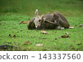 male hog deer resting lying down on a green grass field in the park. Wildlife photography and nature concept. 143337560