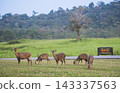 Herd of hog deer grazing on green grass field at Thung Kamang Wildlife Sanctuary in Chaiyaphum, Thailand. 143337563