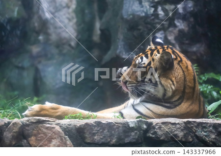 Relaxed Tiger Lying on Rock and Licking Lips, Side Profile of Big Cat Resting with Copy Space Relaxed Tiger Lying on Rock and Licking Lips, Side Profile of Big Cat Resting with Copy Space 143337966