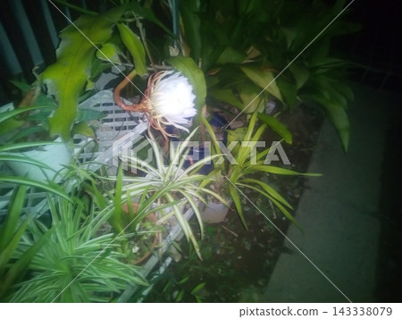 曇花的紅色花蕾只能欣賞一晚。 曇花的紅色花蕾只能欣賞一晚。 143338079