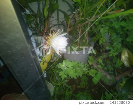 曇花的紅色花蕾只能欣賞一晚。 曇花的紅色花蕾只能欣賞一晚。 143338080