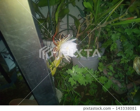 曇花的紅色花蕾只能欣賞一晚。 曇花的紅色花蕾只能欣賞一晚。 143338081