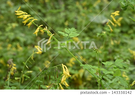 Corydalis ambigua, which adorns the forest floor Corydalis ambigua, which adorns the forest floor 143338142