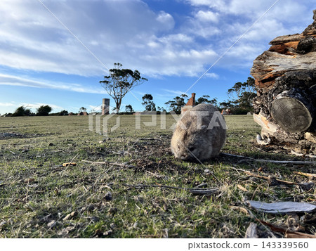Wombats eating grass on Maria Island, Tasmania Wombats eating grass on Maria Island, Tasmania 143339560