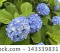 Many blue hydrangeas blooming by the roadside 143339831