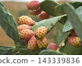 Close-up of ripe prickly pears growing on green pads with morning dewdrops 143339836