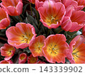 bright pink tulips 143339902