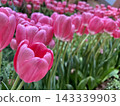 Pink tulip flowers blooming in spring flowerbed 143339903