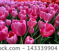 bright pink tulips 143339904