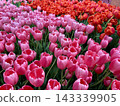 Vibrant pink and red tulips 143339905