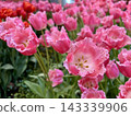 White and pink fancy frills 143339906