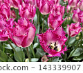 Dark pink fancy frills 143339907