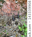 Bamboo shoots standing out on the mountainside 143339908