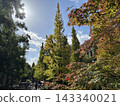 Autumn leaves trees 143340021