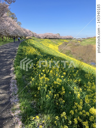 春日里,自行車道兩旁種滿了櫻花樹和油菜花。 春日里,自行車道兩旁種滿了櫻花樹和油菜花。 143340185
