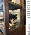 Cat between shelves 143340245