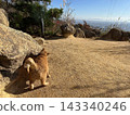 Rock face and cat 143340246